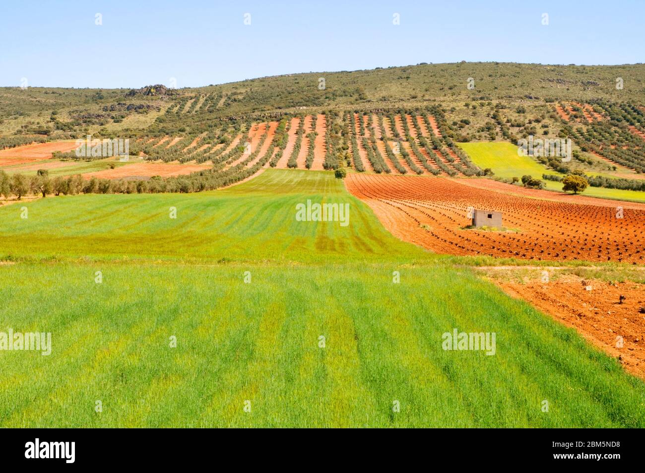 Cultivos cultivos trigo cereal hi-res stock photography and images - Alamy