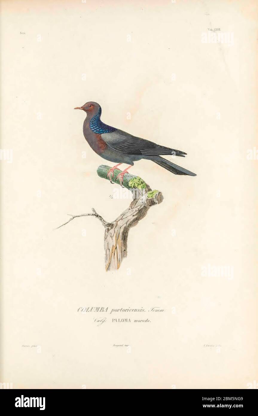 Birds of Cube 1838 scaly-naped pigeon (Patagioenas squamosa [Here as COLUMBA portoricensis]), also known as the red-necked pigeon, is a bird belonging to the family Columbidae. The species occurs throughout the Caribbean. From the book Histoire physique, politique et naturelle de l'ile de Cuba [Physical, political and natural history of the island of Cuba] by  Sagra, Ramón de la, 1798-1871; Orbigny, Alcide Dessalines d', 1802-1857 Publication date 1838 Publisher Paris : A. Bertrand Stock Photo