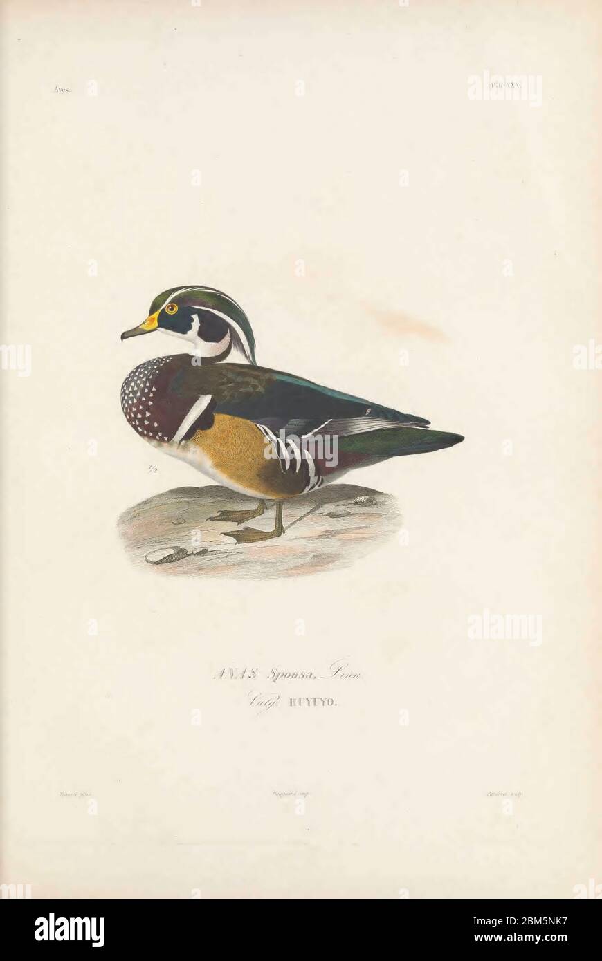 Birds of Cube 1838 wood duck or Carolina duck (Aix sponsa [Here as Anas sponsa]) is a species of perching duck found in North America. It is one of the most colorful North American waterfowl. From the book Histoire physique, politique et naturelle de l'ile de Cuba [Physical, political and natural history of the island of Cuba] by  Sagra, Ramón de la, 1798-1871; Orbigny, Alcide Dessalines d', 1802-1857 Publication date 1838 Publisher Paris : A. Bertrand Stock Photo
