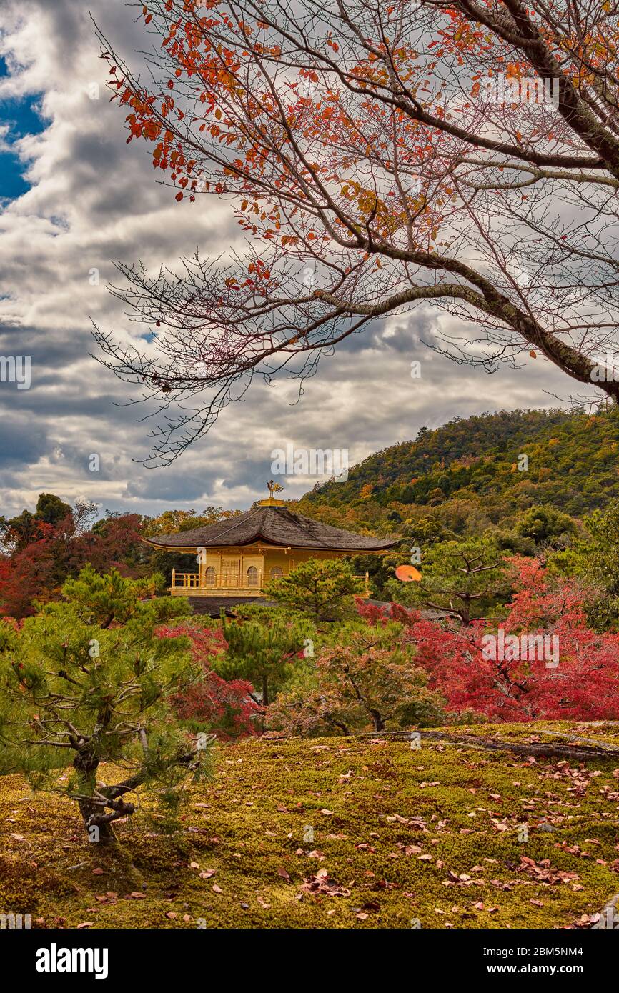 Autumn foliage in garden surrounding Zen Buddhist temple Kinkakuji Golden Pavillion in Kyoto, Japan Stock Photo