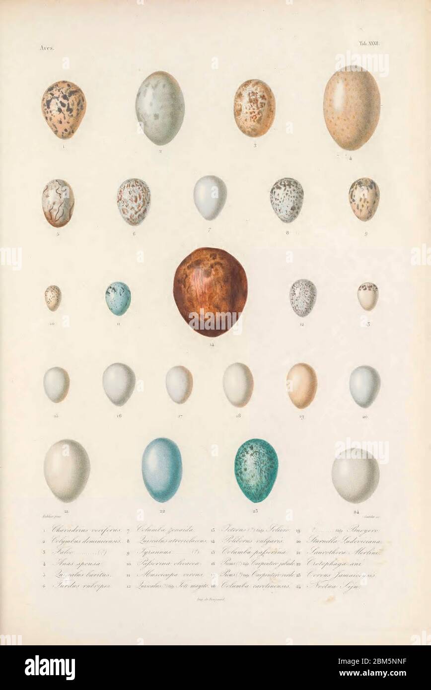 Various eggs of bird species from Cuba, Charadrius rociferus, Colymbus dominicensis. Falco, 4. Anas sponsa. – 5. Quiscalus baritus. – 6. Turdus rubripes. – 7. Columba zenaida. – 8. Quiscalus atroviclaceus. – 9. Tyrannus (?). – 10. Passerina olivacea. – 11. Muscicapa virens. – 12. Quiscalus (?) Vulg. Toti mayito. – 13. Icterus (?) Vulg. Solivio. – 14. Polyborus vulgaris. – 15. Columba passerina. – 16. Picus (?) Vulg. Carpintero jabado. – 17. Picus (?) Vulg. Carpintero verde. – 18. Columba carolinensis. – 19. ? Vulg. Bueyero. – 20. Sturnella Ludoviciana. – 21. Saurothera Merlíni. – 22. Crotophag Stock Photo