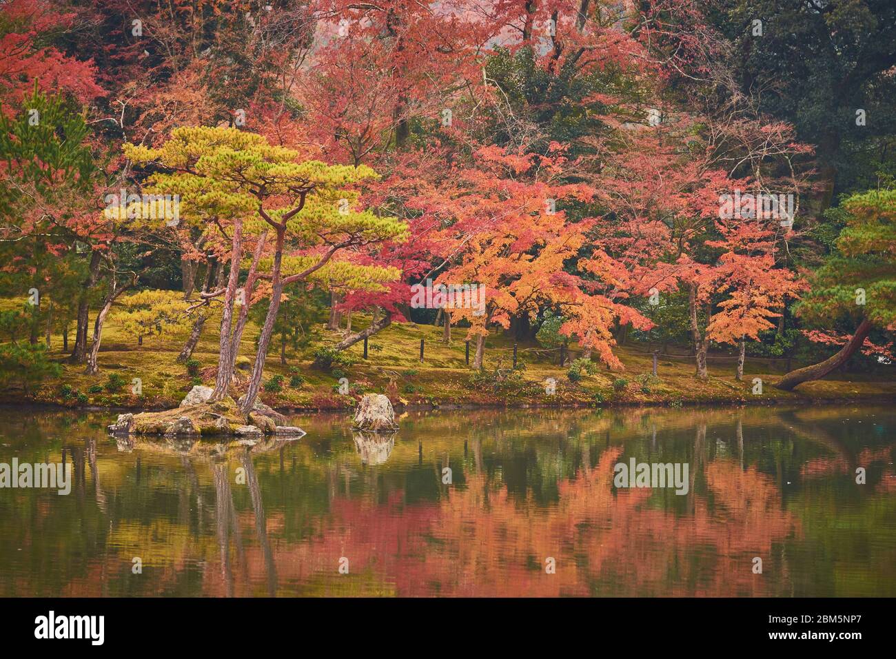 Autumn foliage in garden surrounding Zen Buddhist temple Kinkakuji Golden Pavillion in Kyoto, Japan Stock Photo
