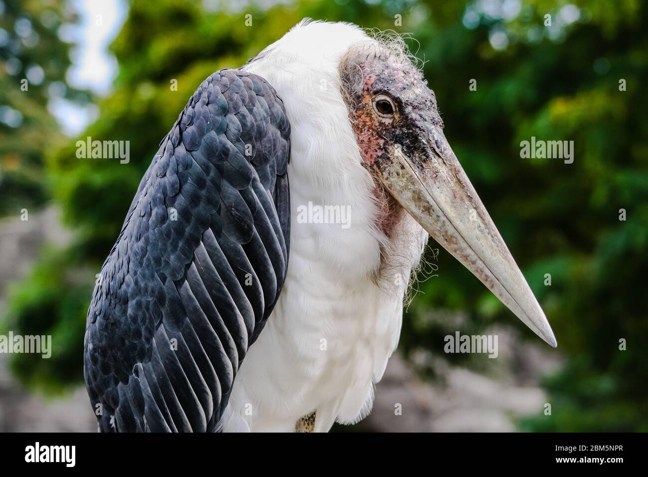 The head of a marabou bird Stock Photo