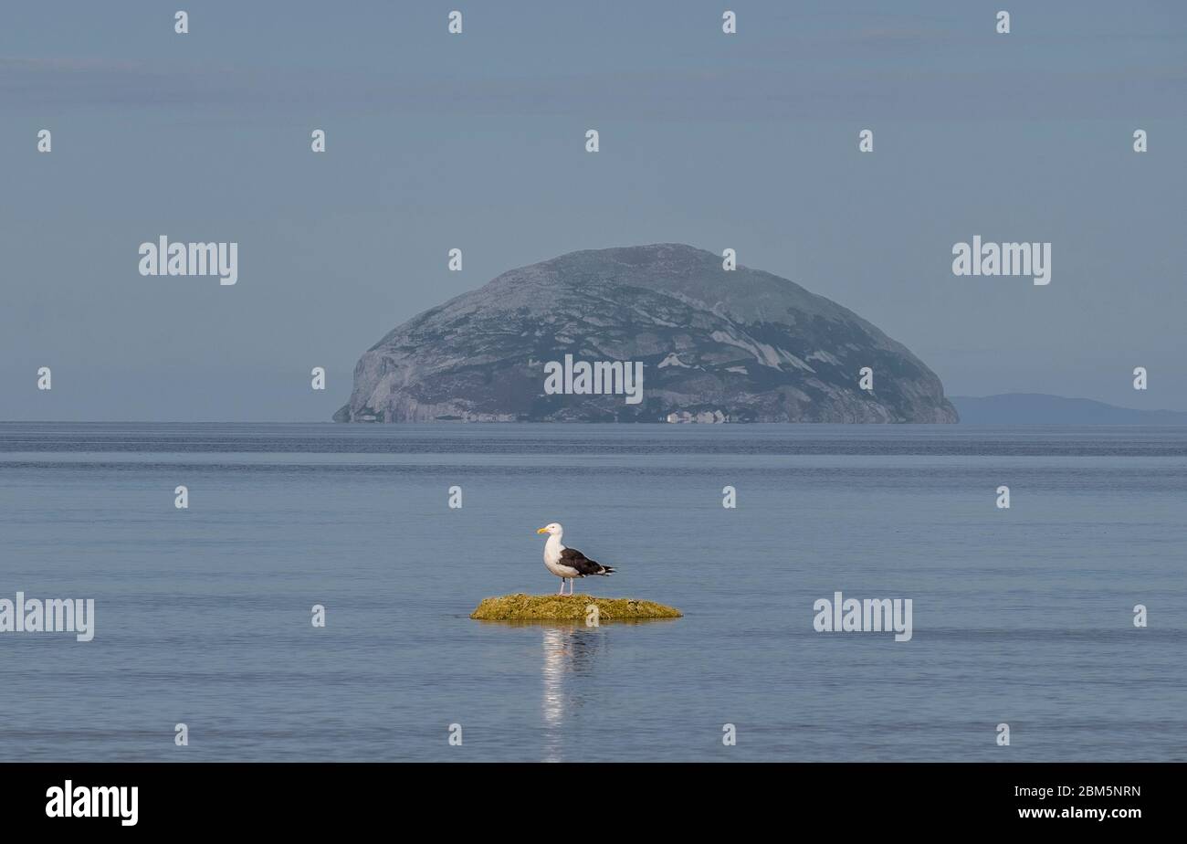 quirky view with seagull of ailsa craig Stock Photo