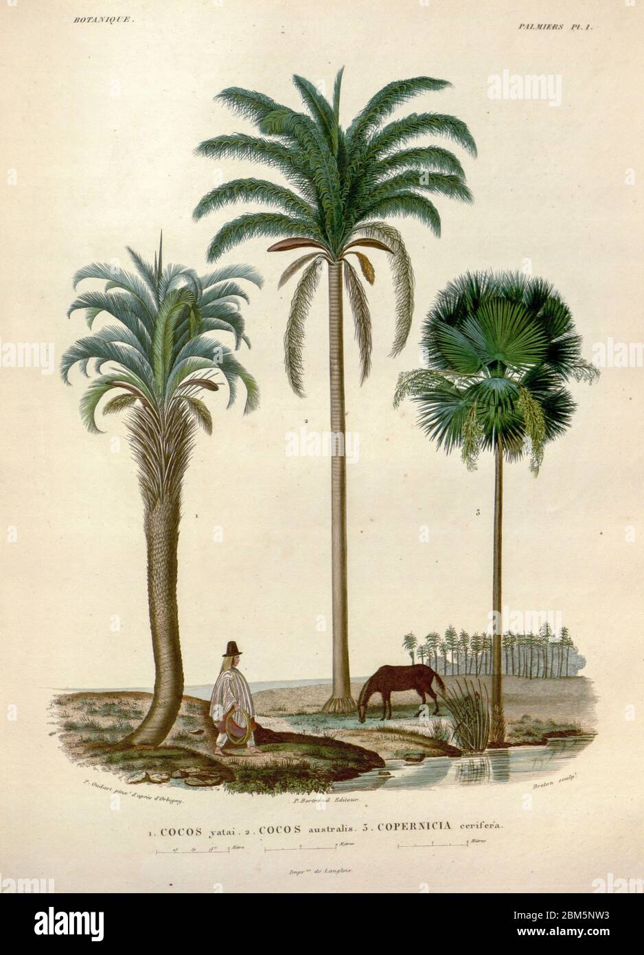 Coconut trees of South America From the book 'Voyage dans l'Amérique Méridionale' [Journey to South America: (Brazil, the eastern republic of Uruguay, the Argentine Republic, Patagonia, the republic of Chile, the republic of Bolivia, the republic of Peru), executed during the years 1826 - 1833] By: Orbigny, Alcide Dessalines d', 1802-1857; Montagne, Jean François Camille, 1784-1866; Martius, Karl Friedrich Philipp von, 1794-1868 Published Paris :Chez Pitois-Levrault et c.e ... ;1835-1847 Stock Photo
