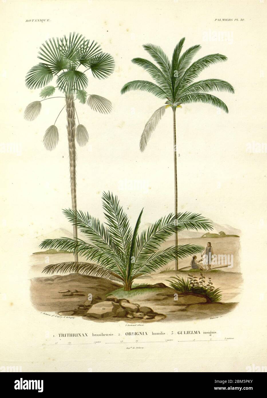 Palm trees and indigenous people of South America From the book 'Voyage dans l'Amérique Méridionale' [Journey to South America: (Brazil, the eastern republic of Uruguay, the Argentine Republic, Patagonia, the republic of Chile, the republic of Bolivia, the republic of Peru), executed during the years 1826 - 1833] By: Orbigny, Alcide Dessalines d', 1802-1857; Montagne, Jean François Camille, 1784-1866; Martius, Karl Friedrich Philipp von, 1794-1868 Published Paris :Chez Pitois-Levrault et c.e ... ;1835-1847 Stock Photo
