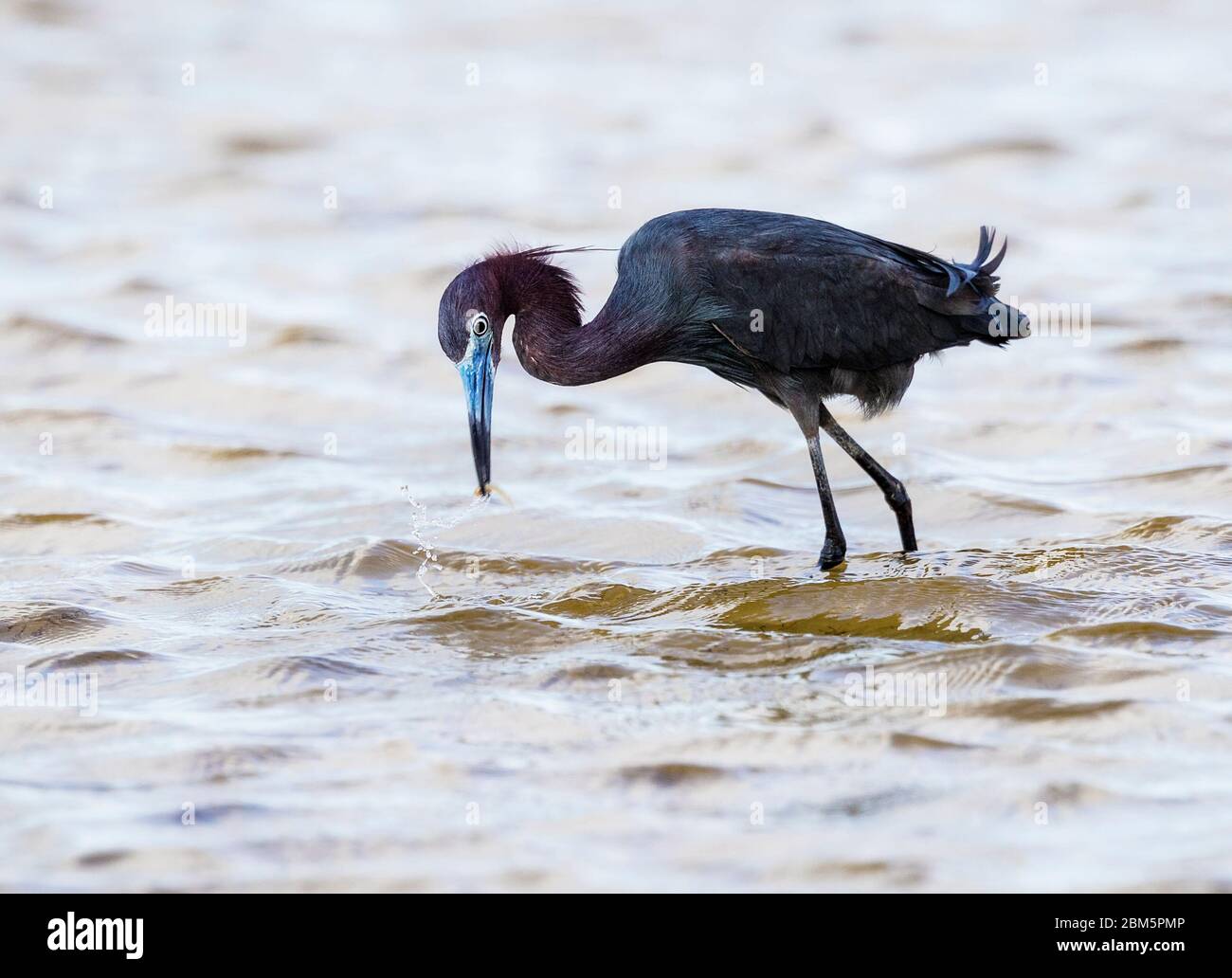 Little Blue Heron catches a small fish Stock Photo
