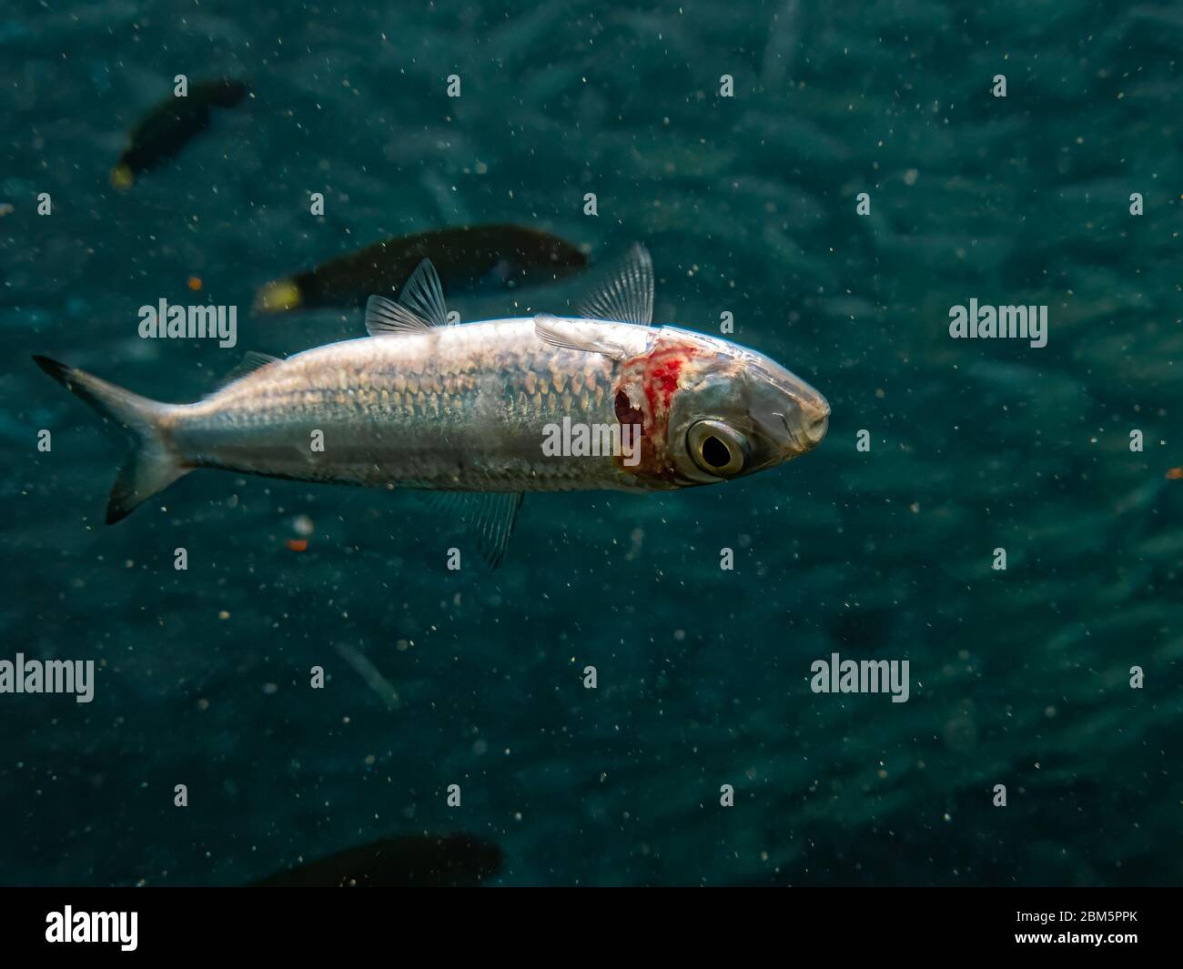 Dead fish floating underwater. Stock Photo