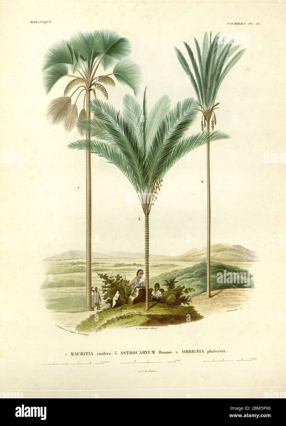 Palm trees and indigenous people of South America From the book 'Voyage dans l'Amérique Méridionale' [Journey to South America: (Brazil, the eastern republic of Uruguay, the Argentine Republic, Patagonia, the republic of Chile, the republic of Bolivia, the republic of Peru), executed during the years 1826 - 1833] By: Orbigny, Alcide Dessalines d', 1802-1857; Montagne, Jean François Camille, 1784-1866; Martius, Karl Friedrich Philipp von, 1794-1868 Published Paris :Chez Pitois-Levrault et c.e ... ;1835-1847 Stock Photo