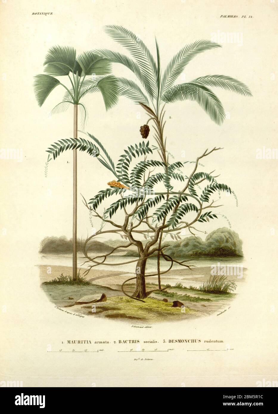 Palm trees of South America From the book 'Voyage dans l'Amérique Méridionale' [Journey to South America: (Brazil, the eastern republic of Uruguay, the Argentine Republic, Patagonia, the republic of Chile, the republic of Bolivia, the republic of Peru), executed during the years 1826 - 1833] By: Orbigny, Alcide Dessalines d', 1802-1857; Montagne, Jean François Camille, 1784-1866; Martius, Karl Friedrich Philipp von, 1794-1868 Published Paris :Chez Pitois-Levrault et c.e ... ;1835-1847 Stock Photo