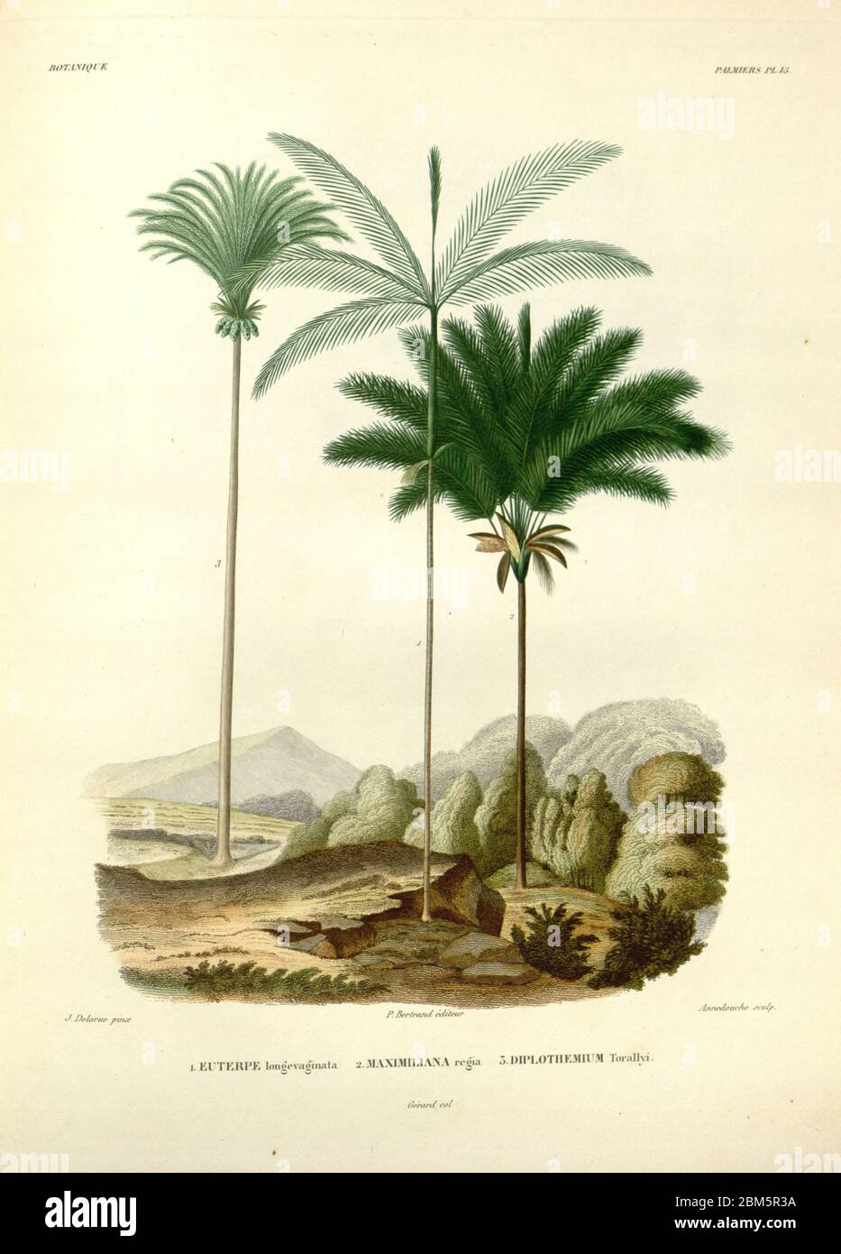 Palm trees of South America From the book 'Voyage dans l'Amérique Méridionale' [Journey to South America: (Brazil, the eastern republic of Uruguay, the Argentine Republic, Patagonia, the republic of Chile, the republic of Bolivia, the republic of Peru), executed during the years 1826 - 1833] By: Orbigny, Alcide Dessalines d', 1802-1857; Montagne, Jean François Camille, 1784-1866; Martius, Karl Friedrich Philipp von, 1794-1868 Published Paris :Chez Pitois-Levrault et c.e ... ;1835-1847 Stock Photo