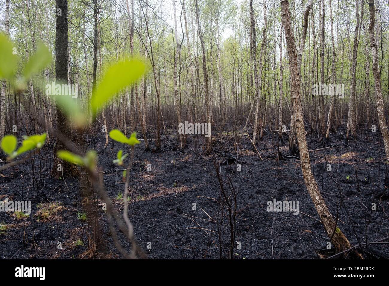 Biebrza National Park, Poland 6th May, 2020. Destruction after the fire of the Biebrza National Park in Poland. Credit: Slawomir Kowalewski/Alamy Live News Stock Photo