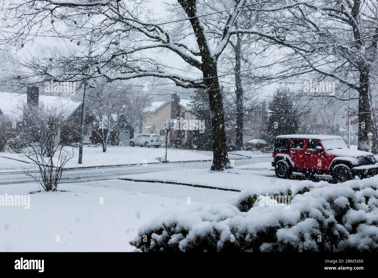 Large snow flakes falling from the sky during an early spring snow storm in a long island neighborhood. Stock Photo