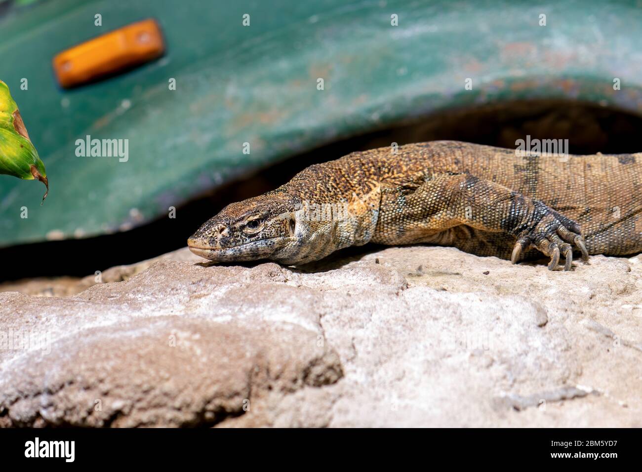 A bearded dragon lies on the stone in front of an old car, close-up Stock Photo