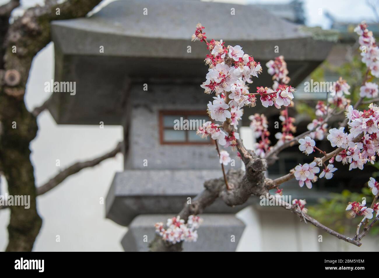 Close up view Cherry Blossom in front of decorative stone Japanese lantern Stock Photo