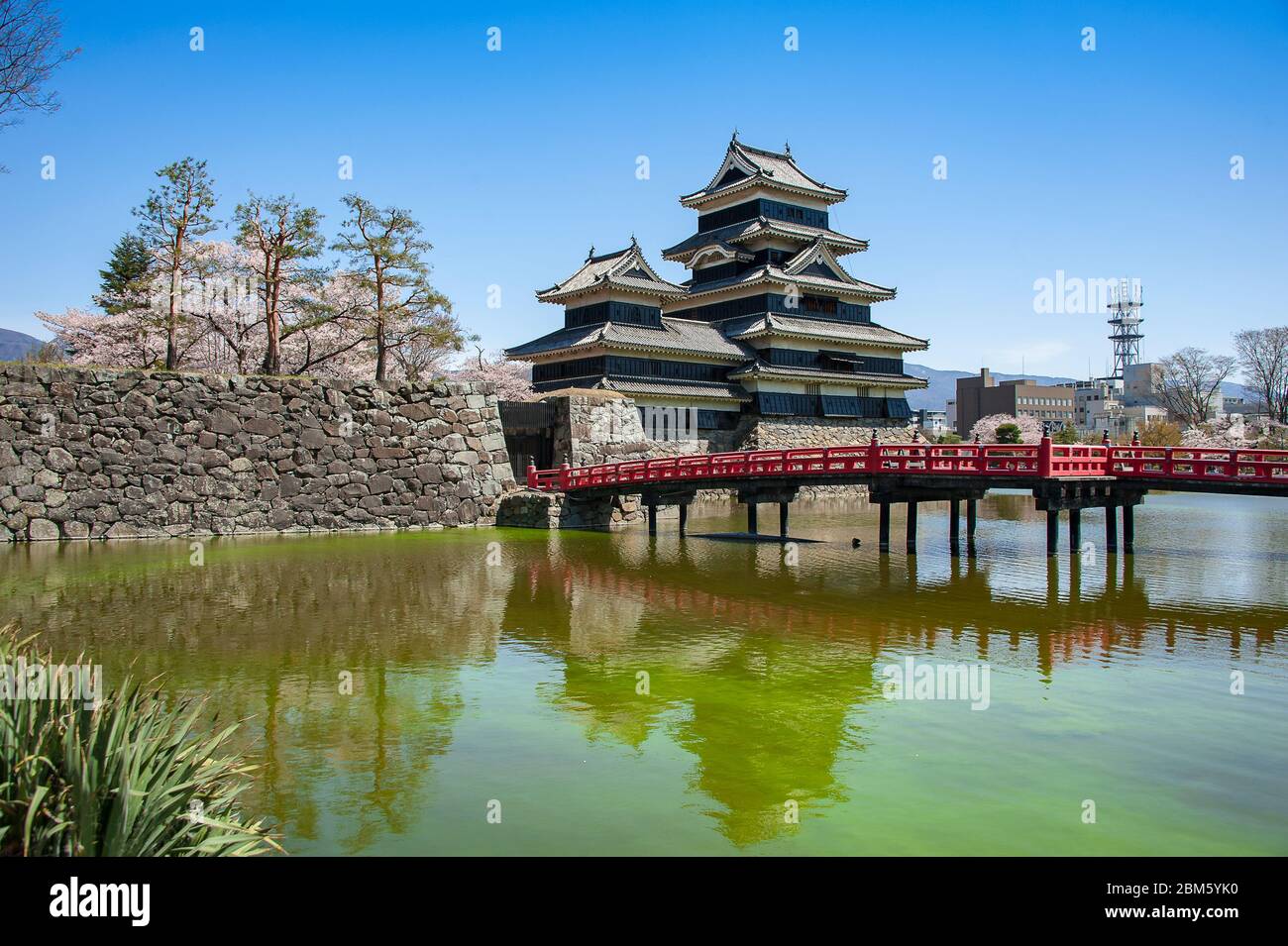 Springtime,cherry blossom Matsumoto Castle. Also known as "Crow Castle