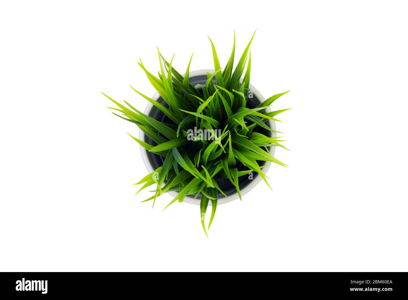 Beautiful artificial green grass in pots ceramic isolated on white background, plastic tree and