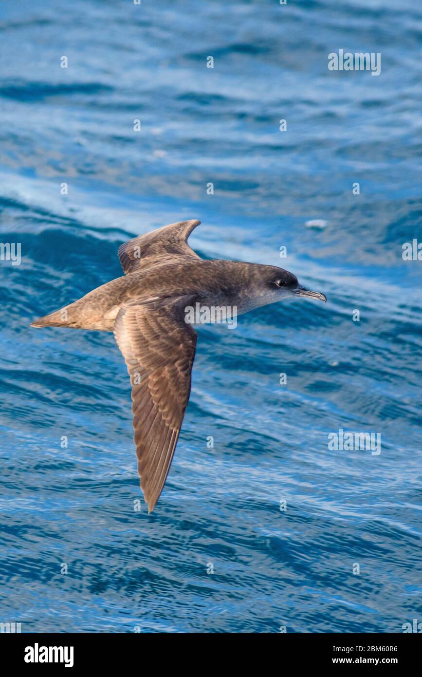 A balearic shearwater (Puffinus mauretanicus) flying in in the Mediterranean Sea and diving to get fish Stock Photo