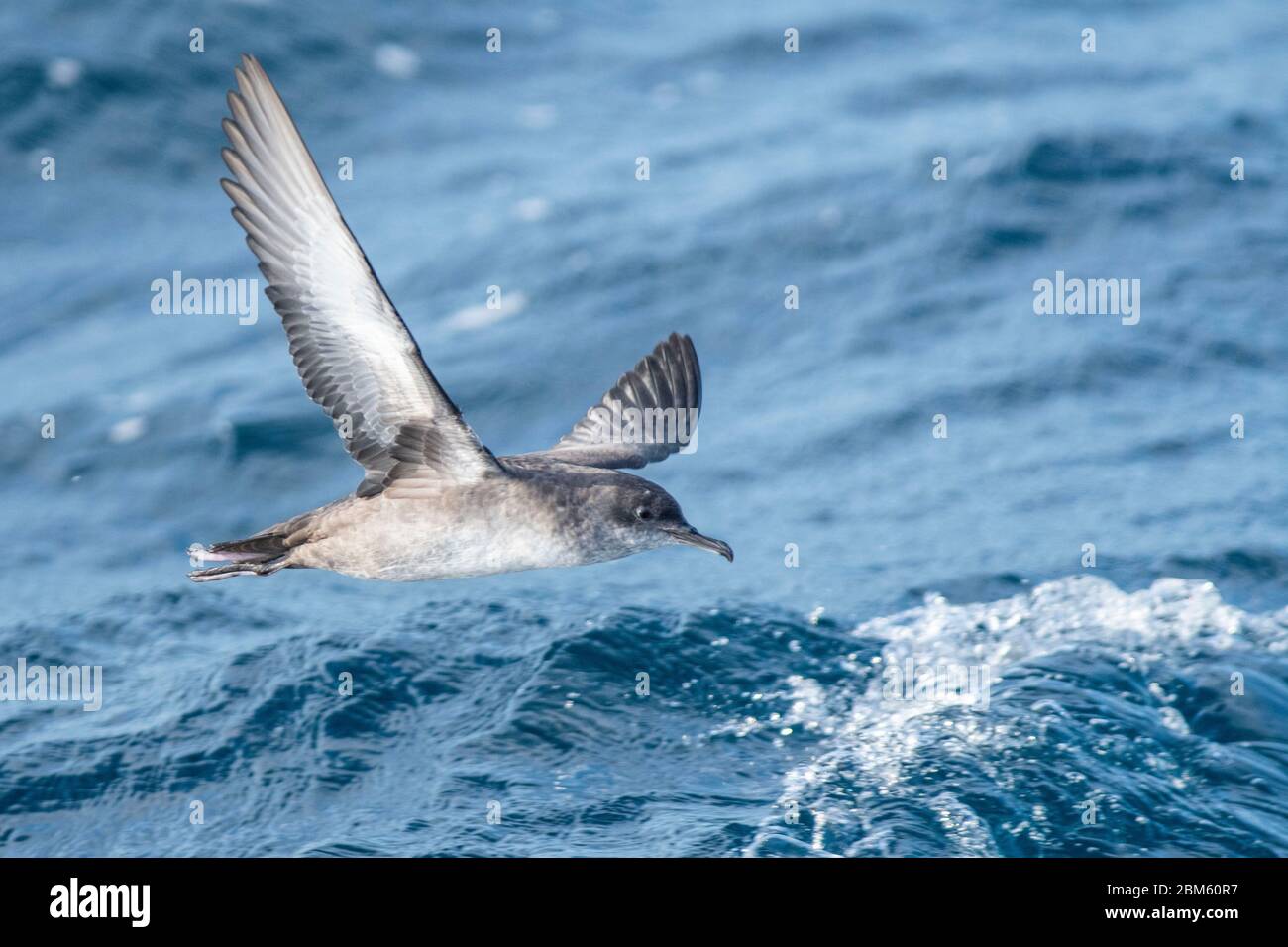 A balearic shearwater (Puffinus mauretanicus) flying in in the Mediterranean Sea and diving to get fish Stock Photo