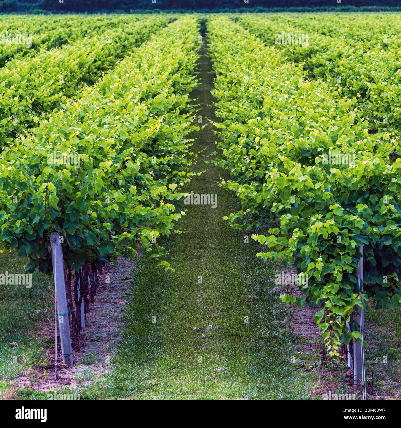 Vines growing near Casali Franceschinis, Udine Province, Italy. Stock Photo