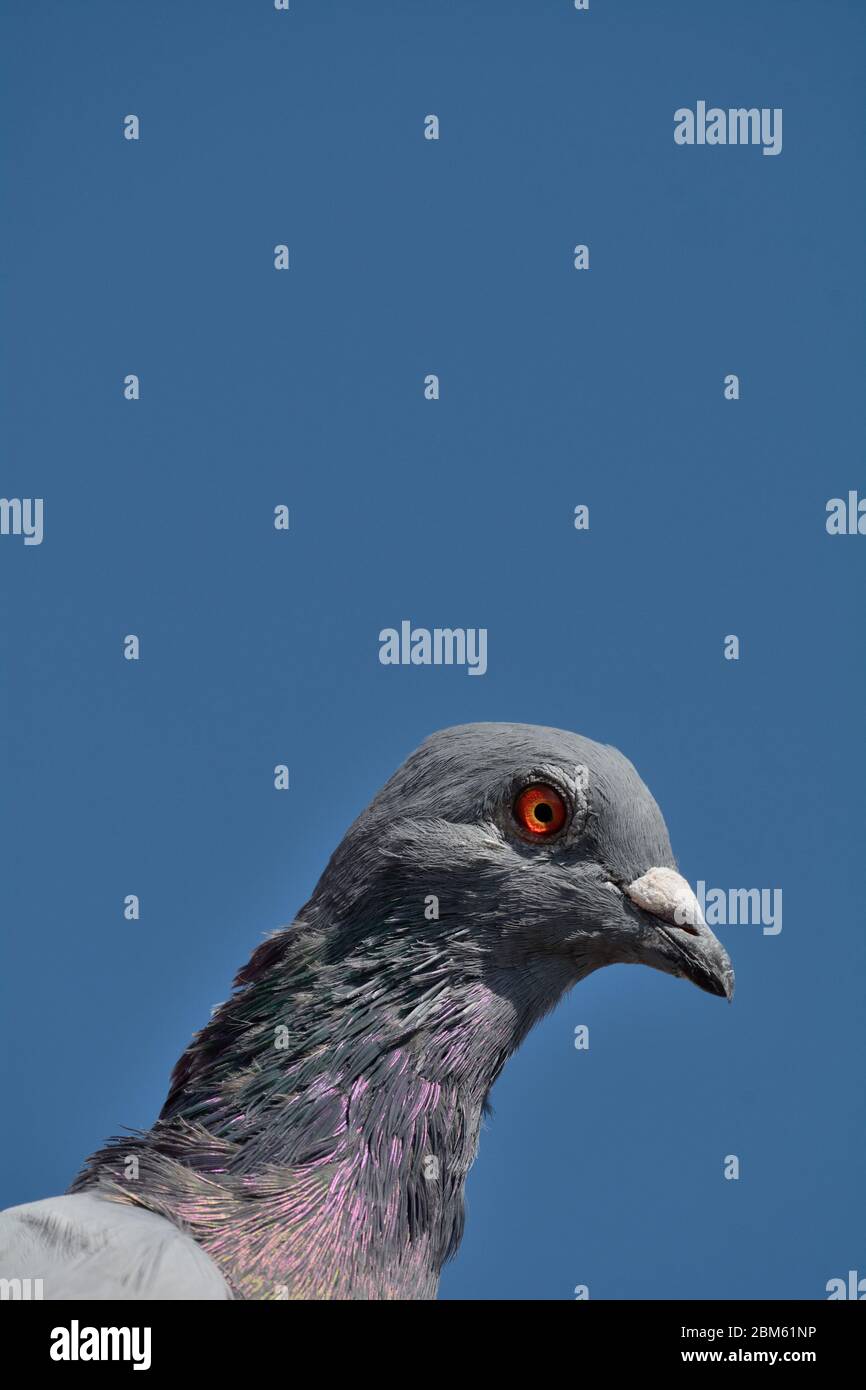 Feral pigeon Stock Photo