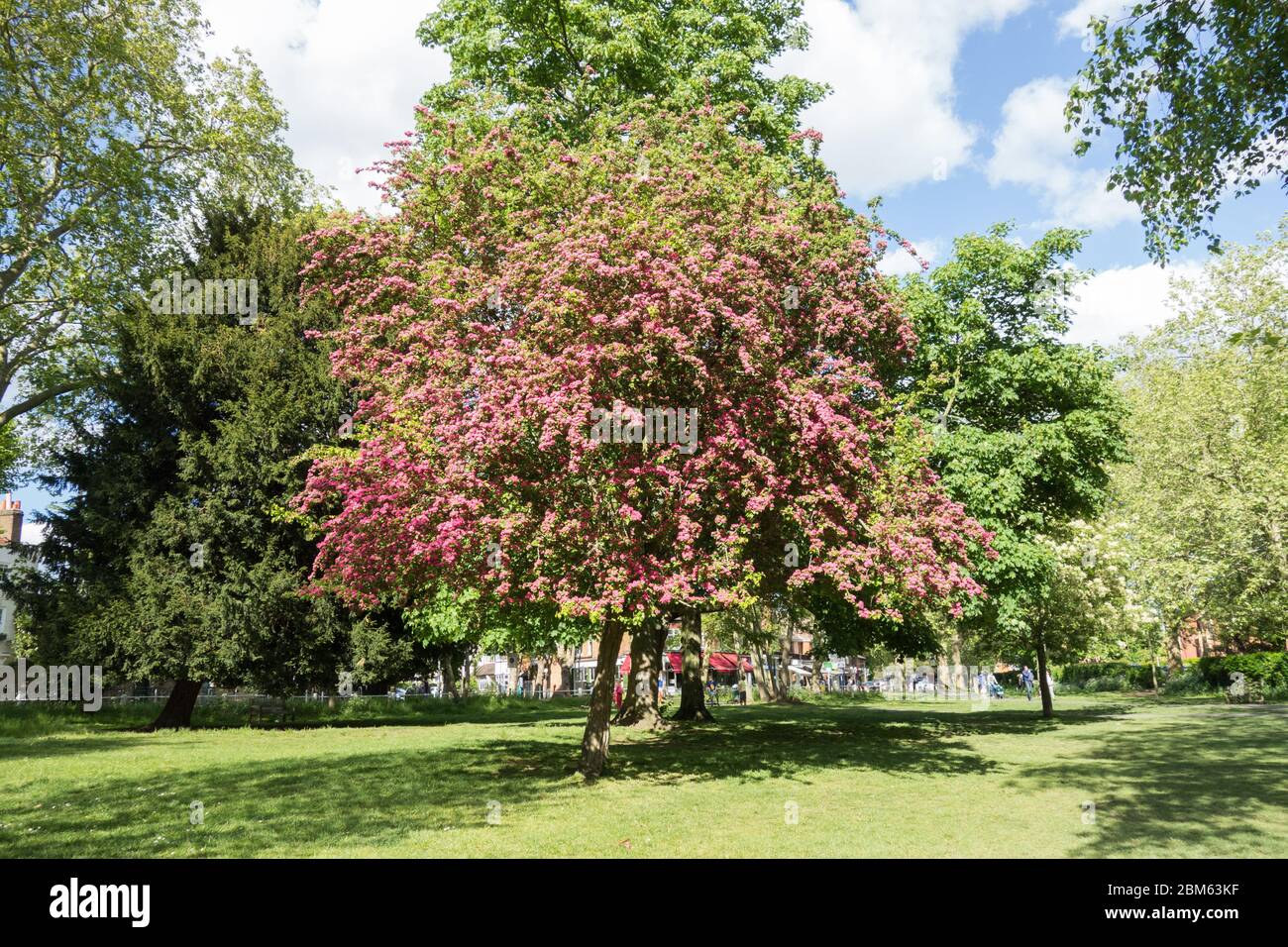 A pink Hawthorn tree (Paul's Scarlet) in blossom on Barnes Common, London, SW13, UK Stock Photo