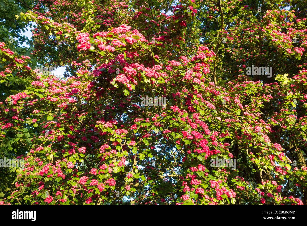 A blossoming pink Hawthorn tree (Paul's Scarlet) Stock Photo