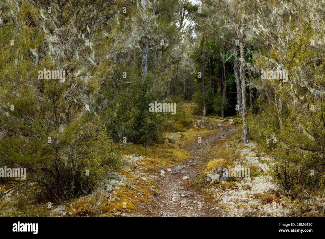 Forest near Lake Rotoiti, St Arnaud, Nelson Lakes National Park, New Zealand Stock Photo