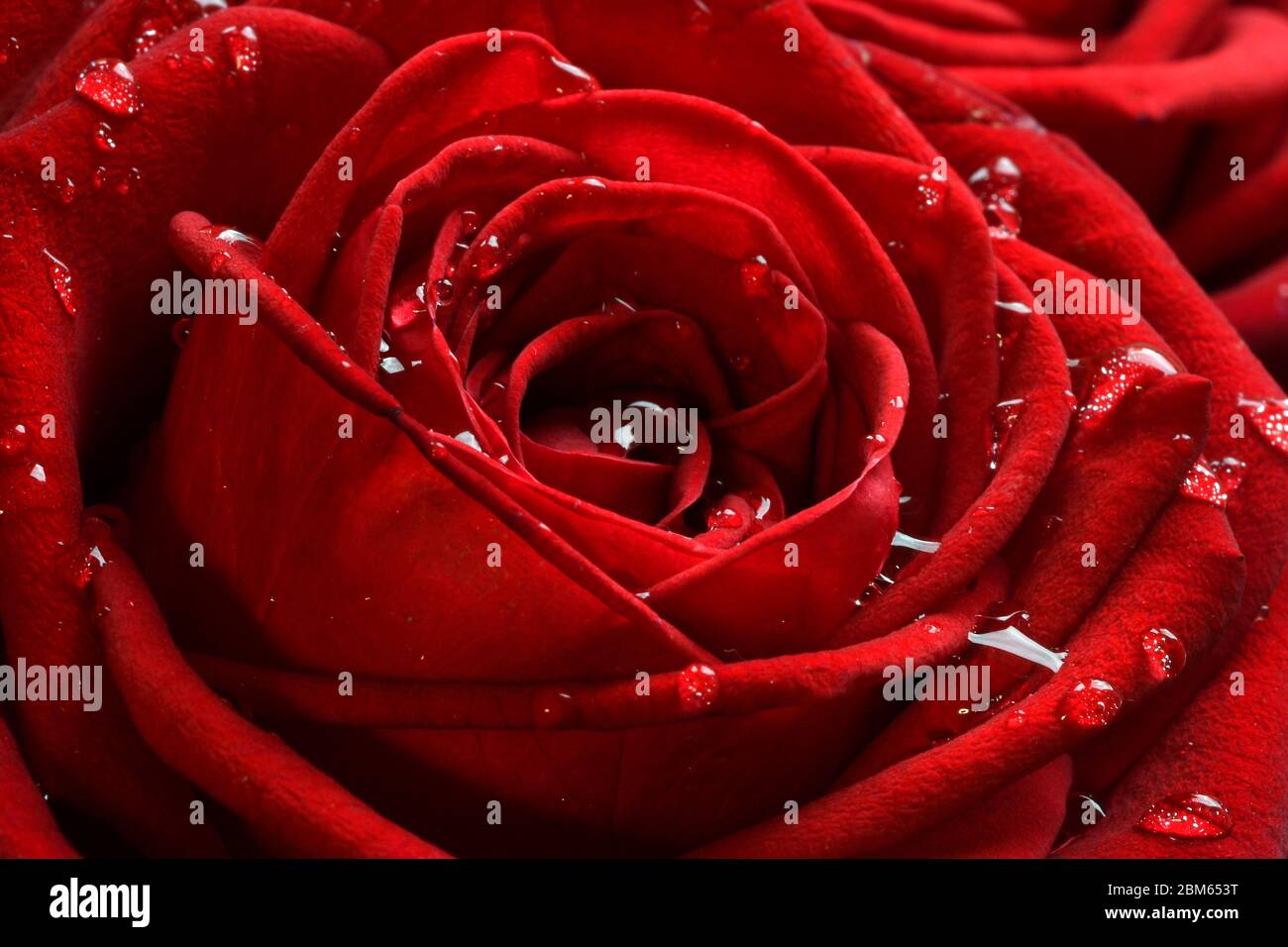 A close up macro shot of a red rose with water drops Stock Photo - Alamy