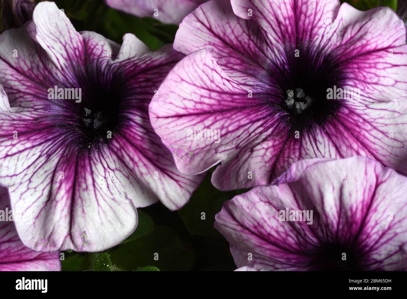 closeup of purple petunia in the garden Stock Photo