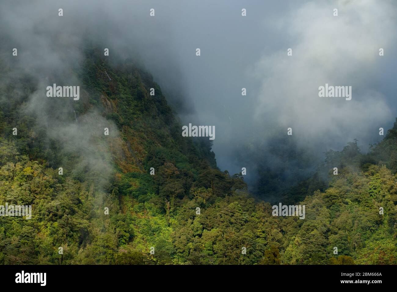 Thick forest in the Doubtful Sounds, Fiordlands National Park, New Zealand Stock Photo