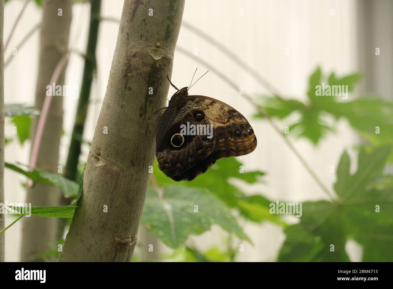 Butterfly at Chester Zoo Stock Photo - Alamy