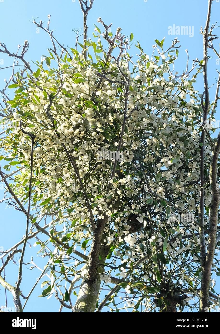 Misteltoe plant (Viscum Album) and berries growing in tree. Stock Photo