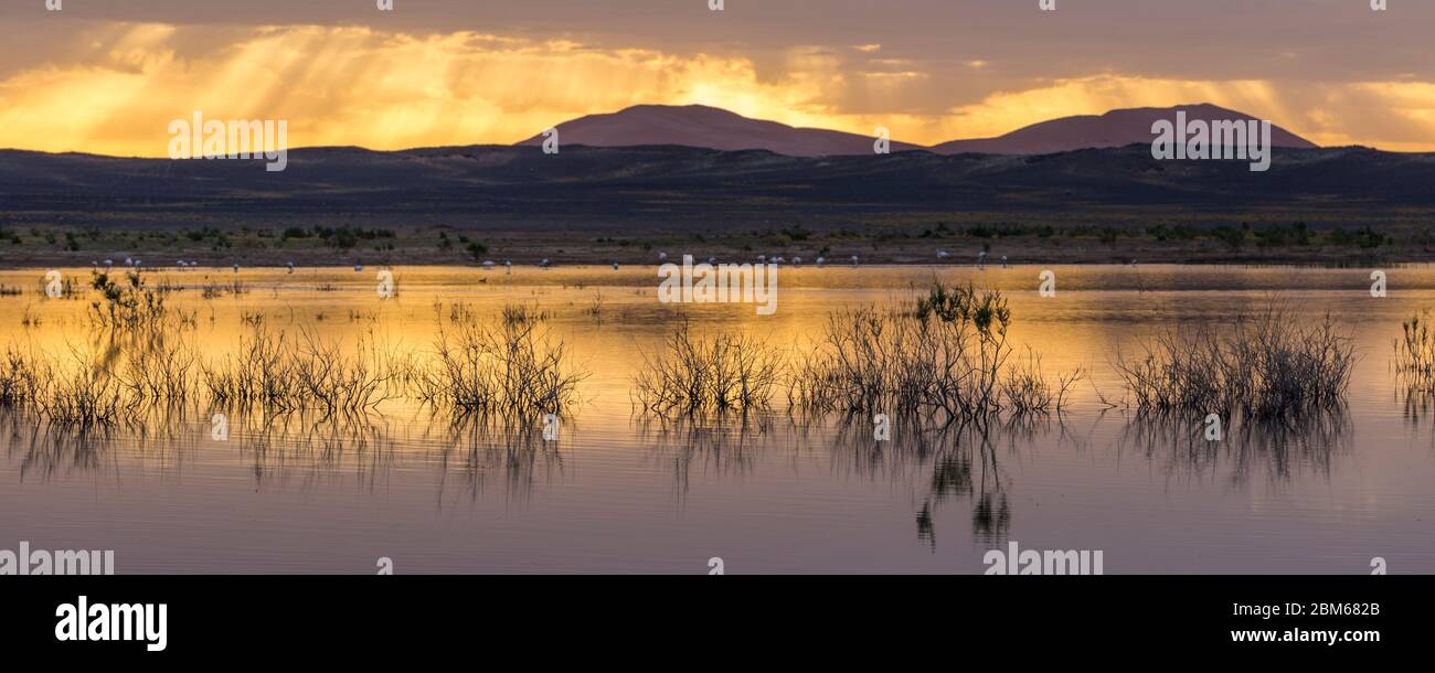 Lac Dayet Srij, See, Mezguida, Merzouga, Marokko Stock Photo
