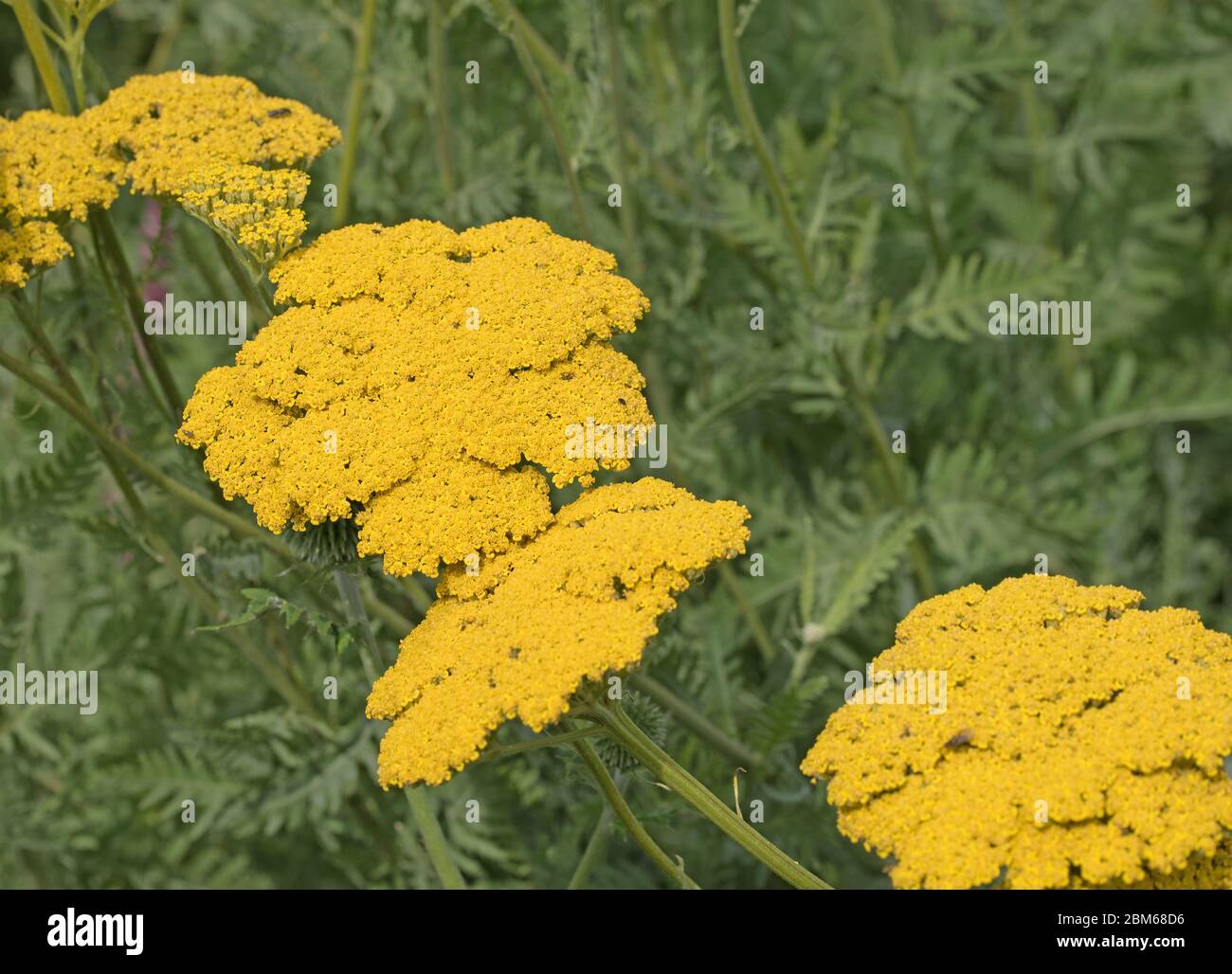 Flowers of yellow yarrow in spring Stock Photo