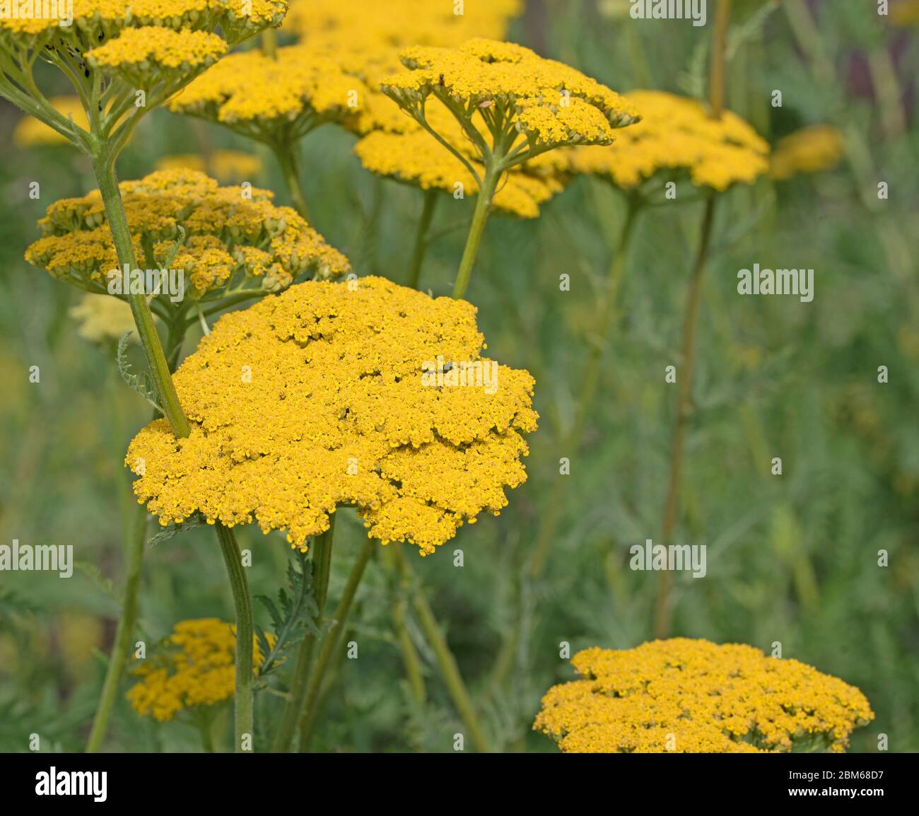 Flowers of yellow yarrow in spring Stock Photo