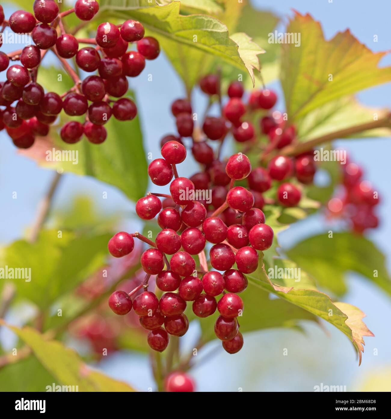 Fruits of the Viburnum opulus in autumn Stock Photo