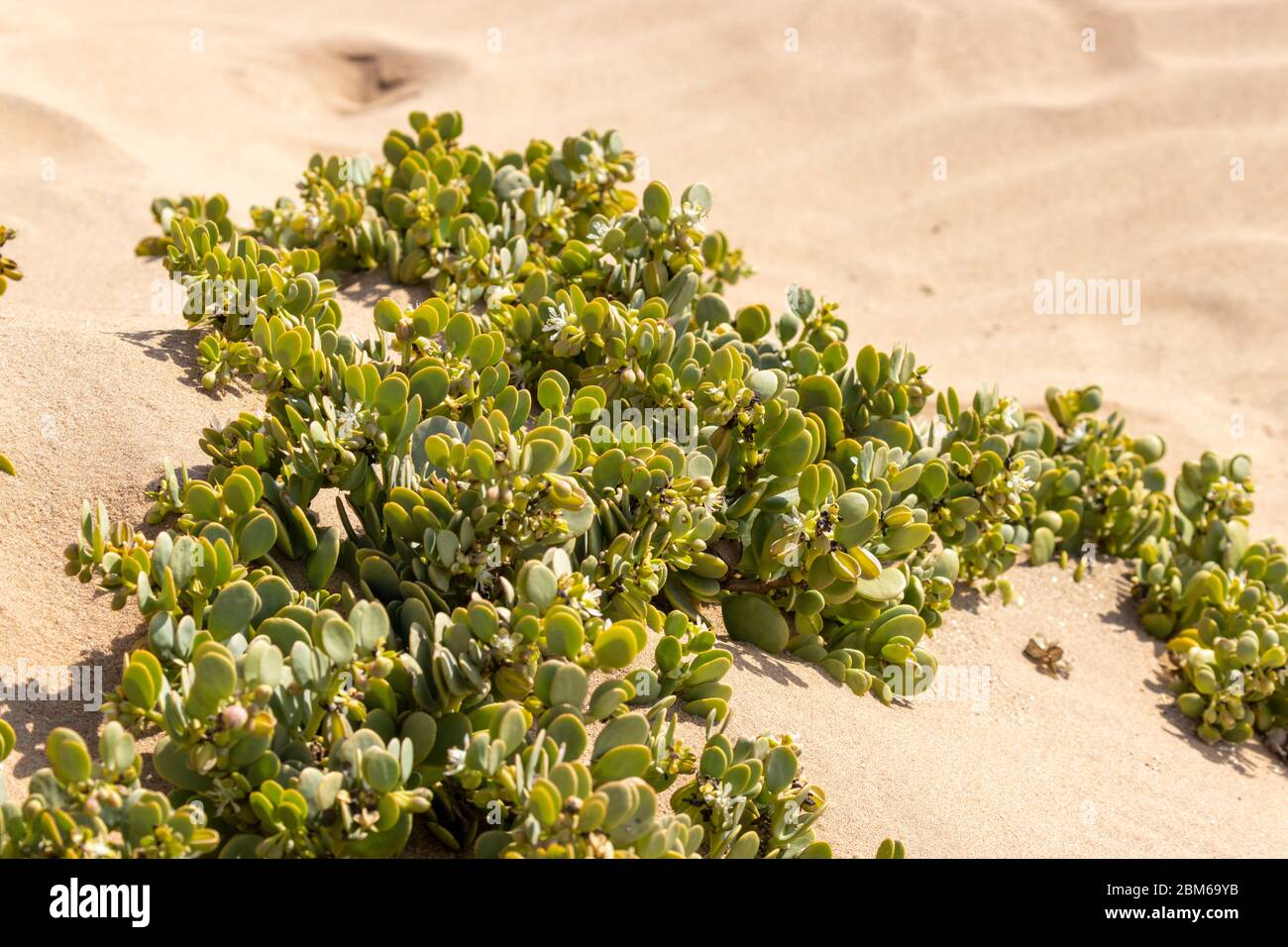 Taler Busch, Dollar bush, Zygophyllum stapfii, Zygophyllaeae, Living