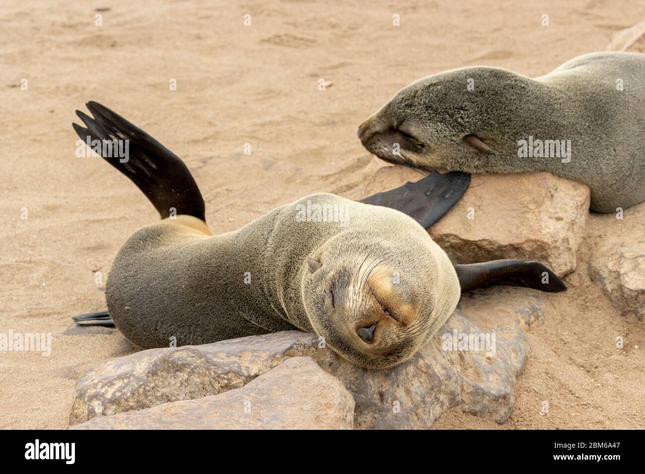 Cape Cross Seal Reserve, Robbenreservat, Kreuzkap, Skeleton Coast Park, Namibia Stock Photo
