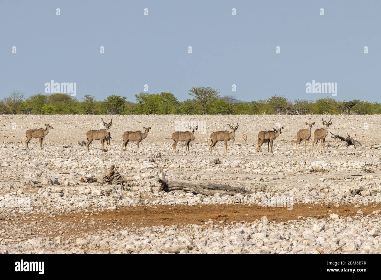 Großer Kudu, Strepsiceros, Etoscha National Park, Etosha Pfanne Stock Photo