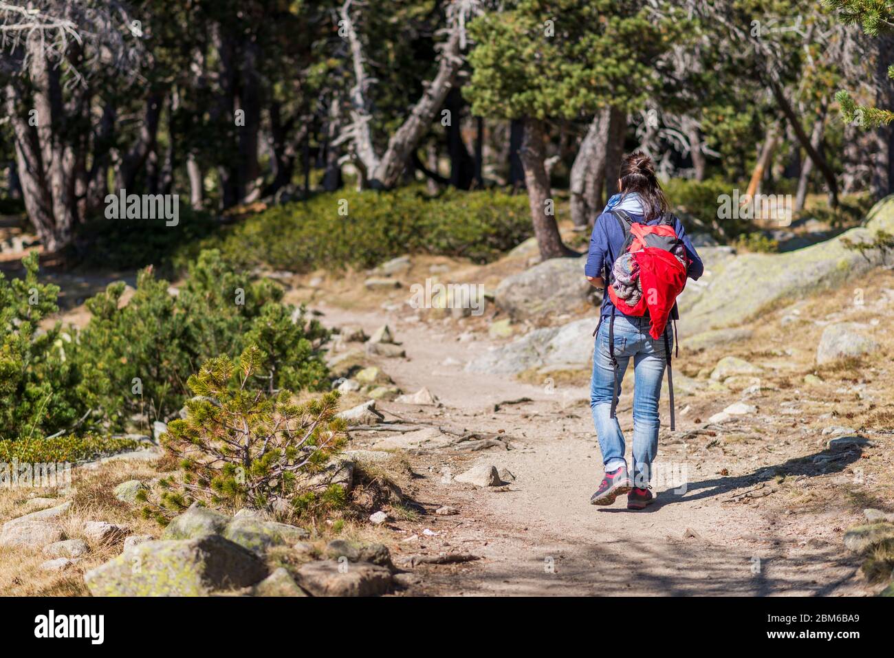 Back view of a backpacker woman walking along the trail into forest ...
