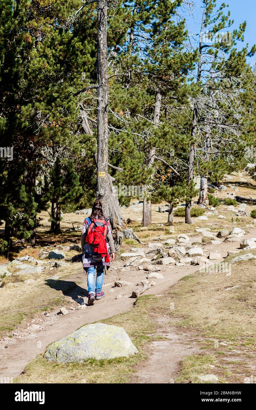 Back view of a backpacker woman walking along the forest trail Stock ...