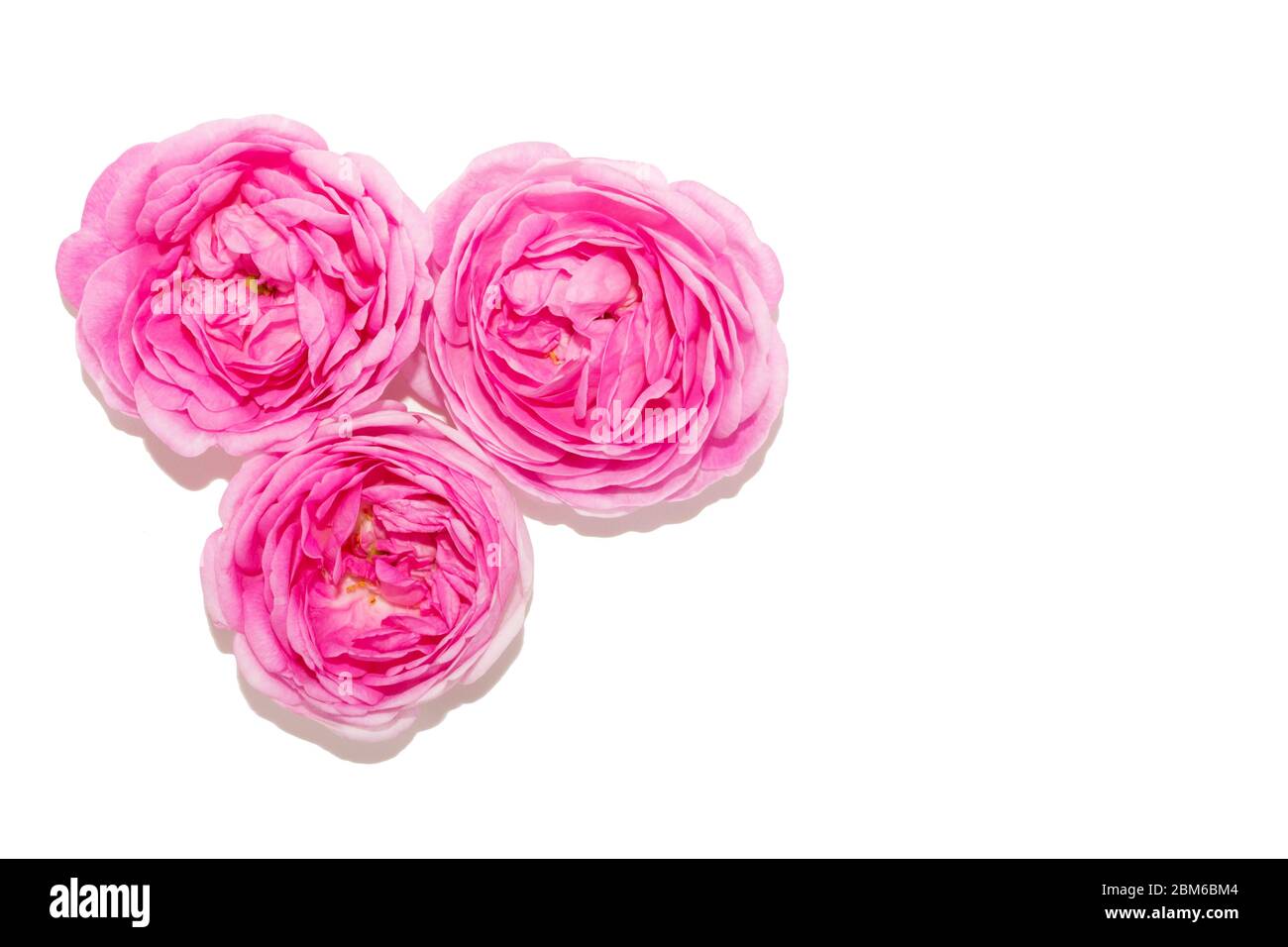 Three Light Pink Rose Flowers Isolated on White Background on the Left ...