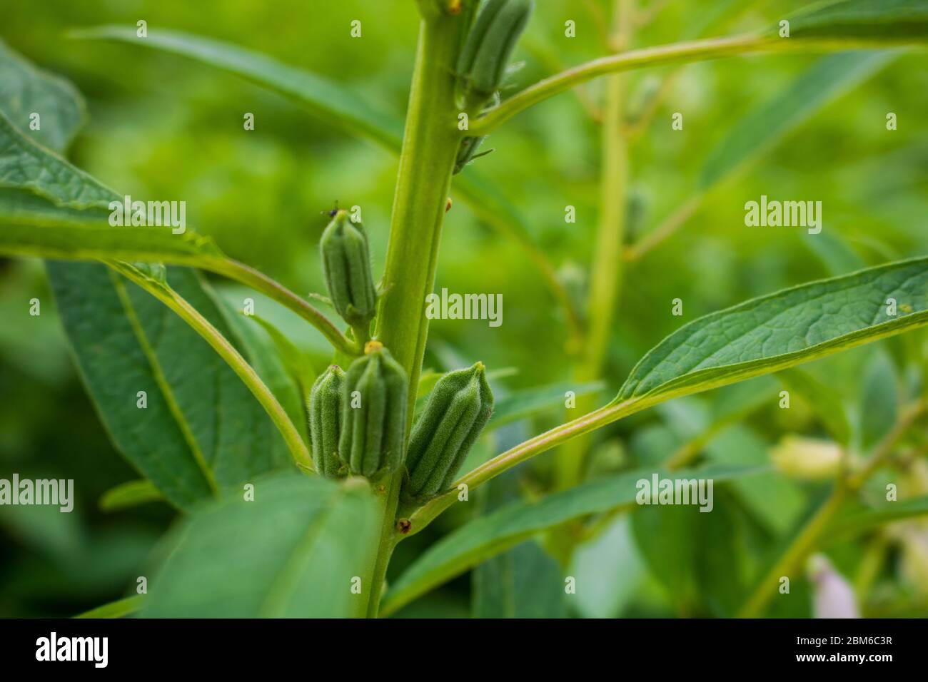 Sesame seed flower on tree in the field, Sesame a tall annual herbaceous plant of tropical areas