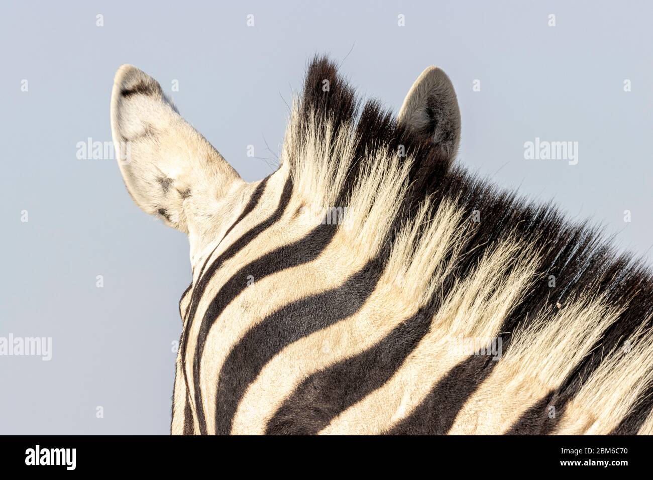 Steppenzebra, Equus quagga, Etoscha National Park, Etosha Pfanne Stock Photo