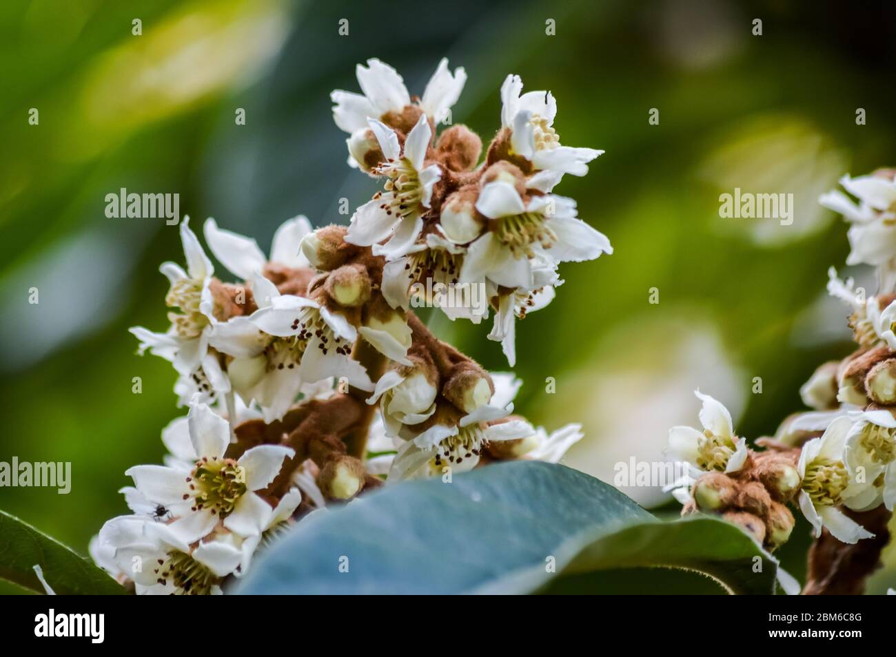 Loquat tree (Eriobotrya japonica) tree flowers blooming in autumn close up. Stock Photo