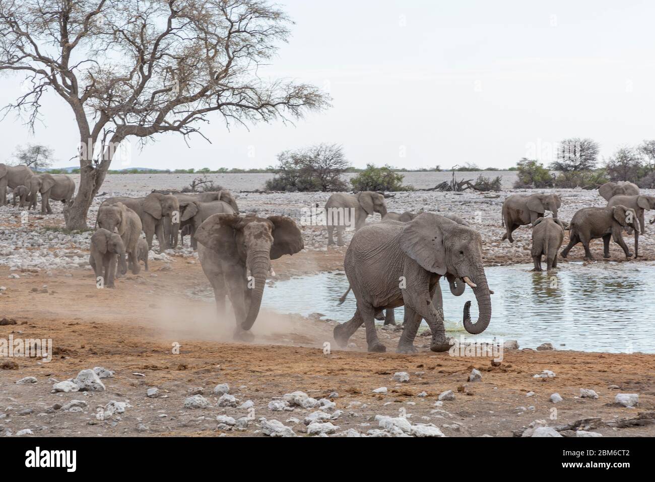 Afrikanische Elefant, Loxodonta africana, Etoscha National Park, Etosha Pfanne Stock Photo
