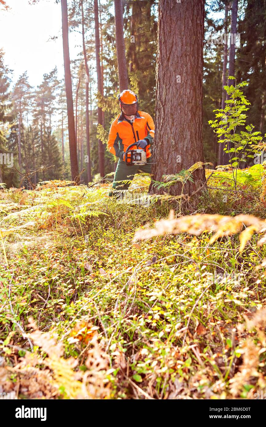a woodcutter at work in the forest Stock Photo - Alamy