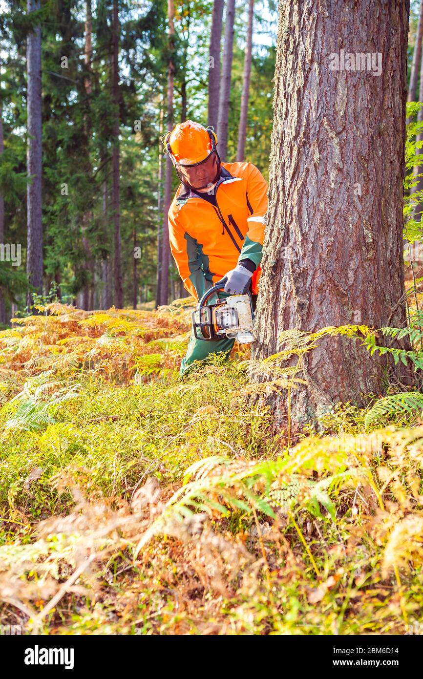a woodcutter at work in the forest Stock Photo - Alamy