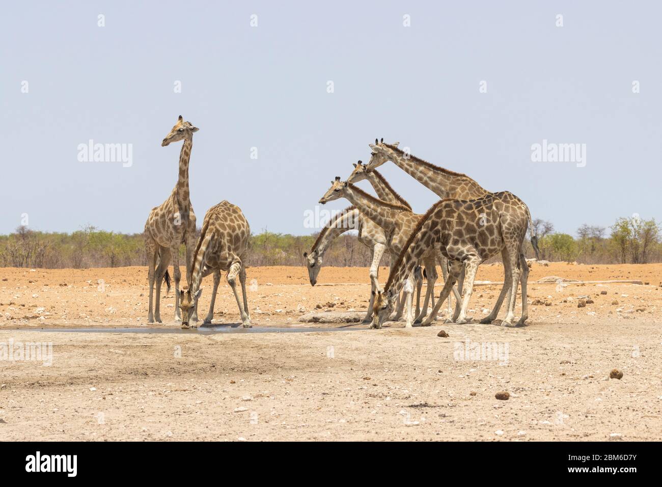 Giraffe, Etoscha National Park, Etosha Pfanne Stock Photo